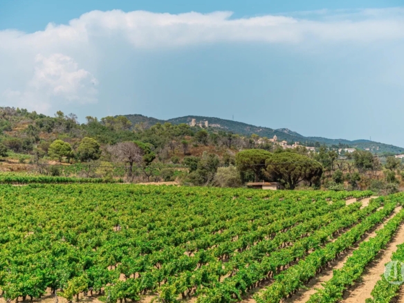 Maison moderne avec vue dégagée sur les vignes